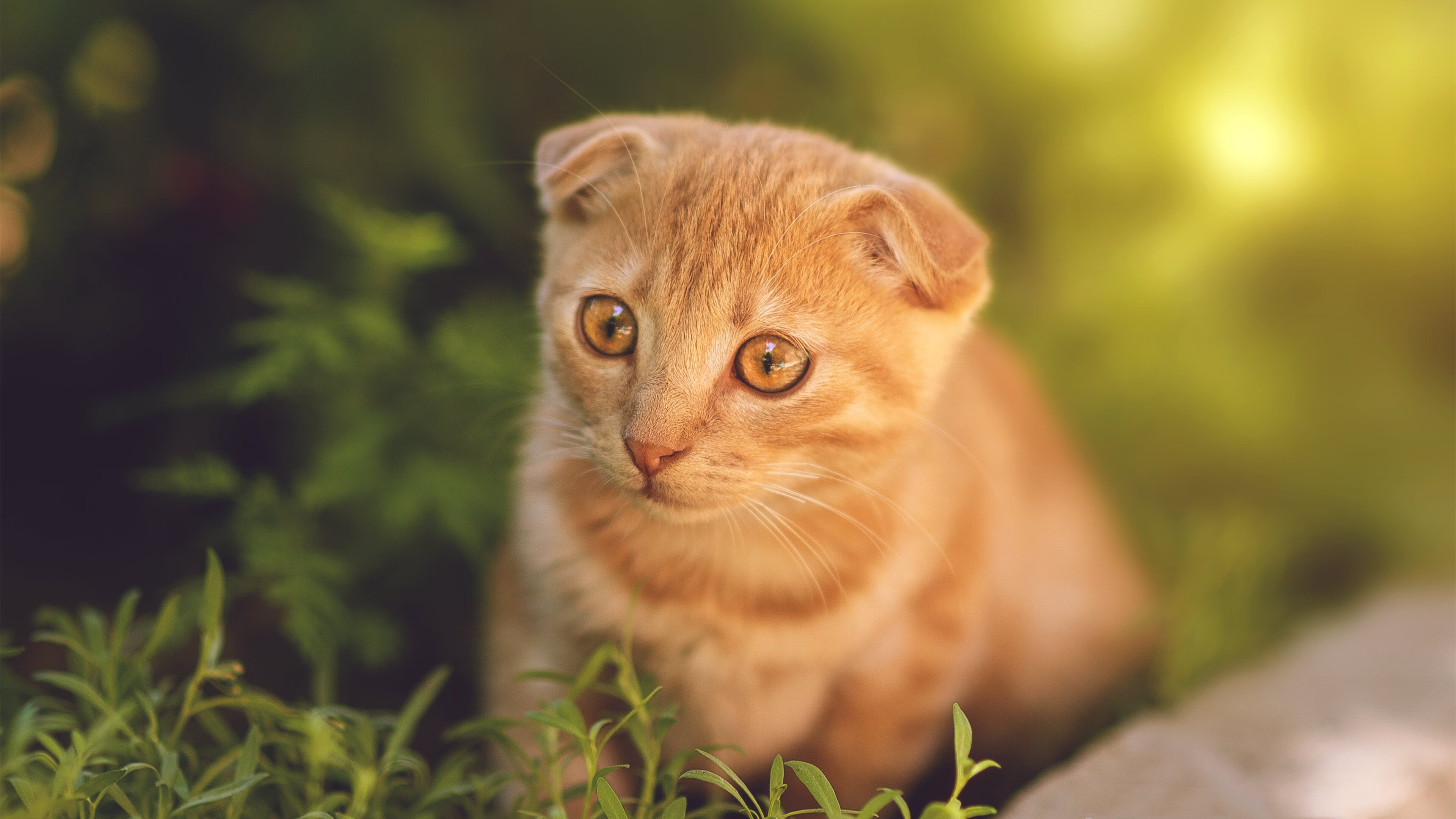 九游（jiuyou.com）游戏-英超赛季中期体能衰减趋势与恢复干预效果评估，英超身体素质