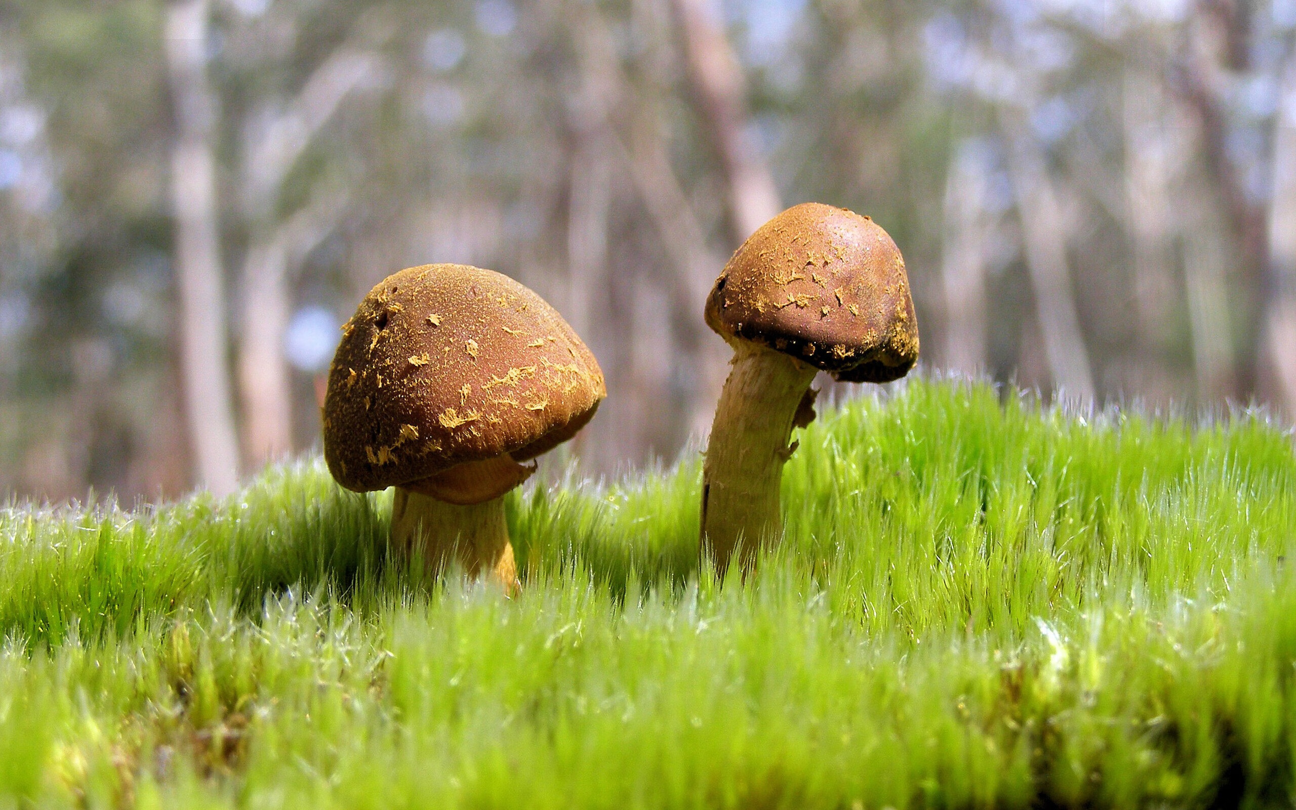 国际乒联混合团体世界杯:罗马尼亚队突破自我,表现惊艳,罗马尼亚 世界杯