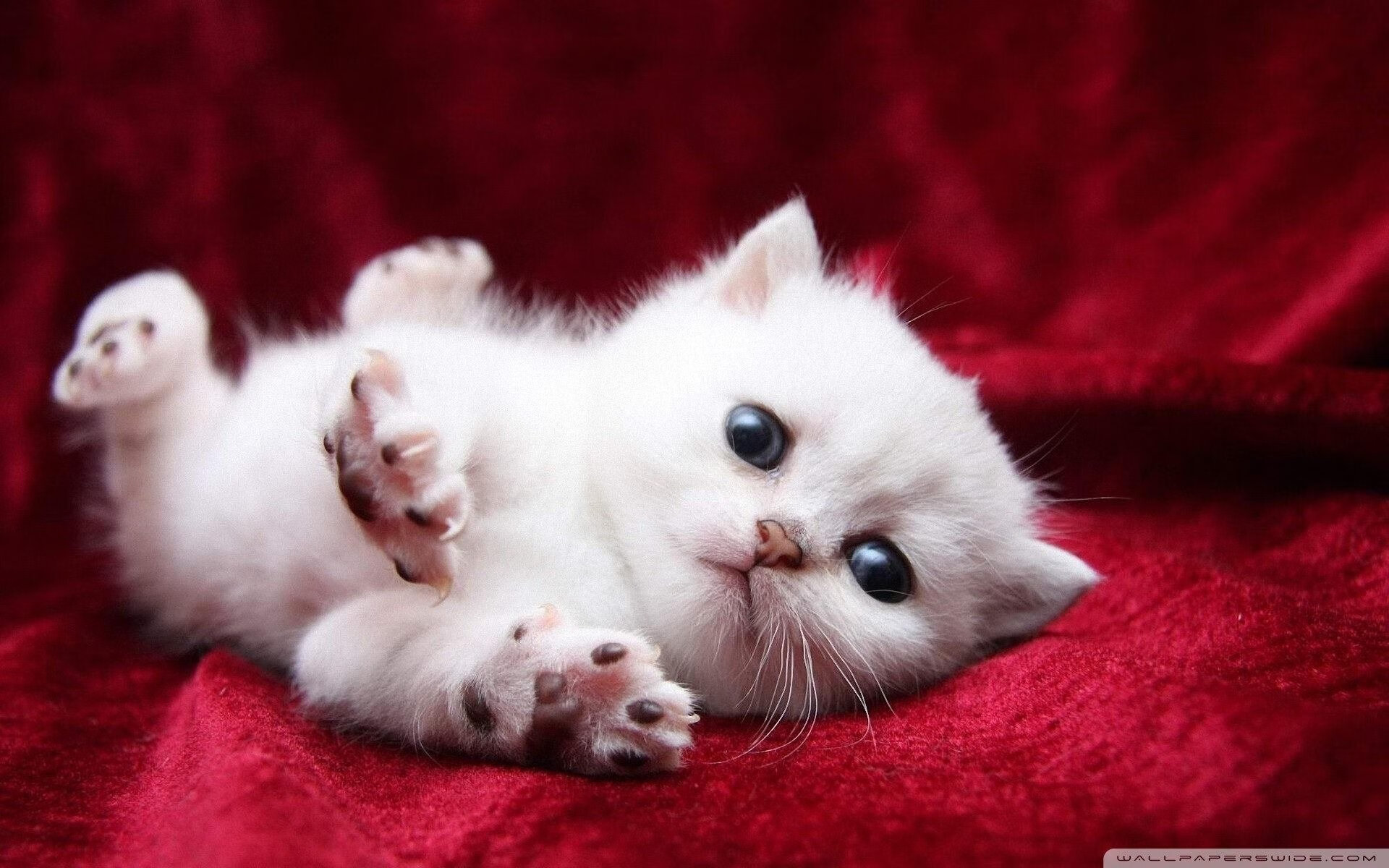 尼斯防守站位统一化解多次险情,尼克斯防守