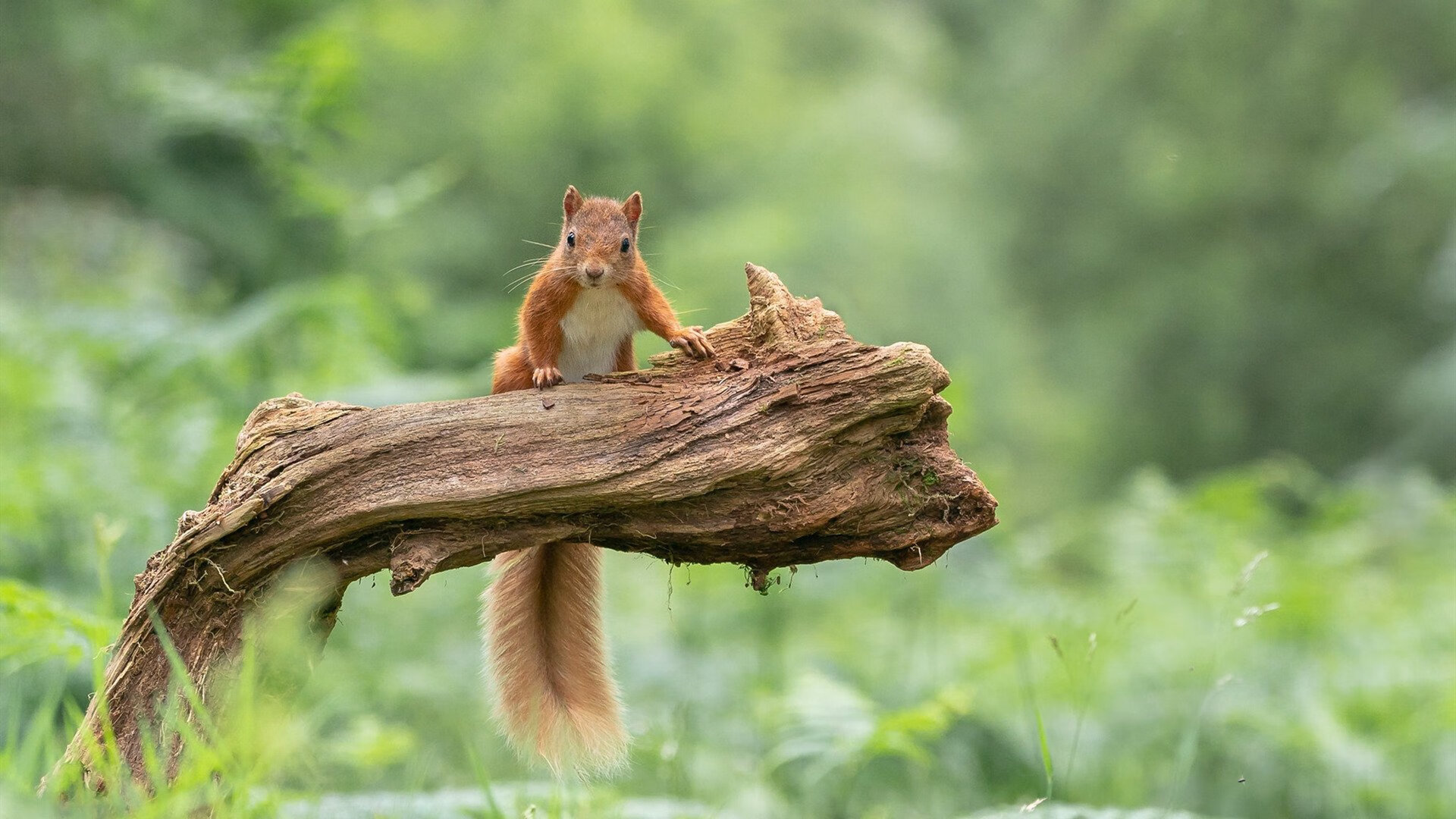 瑞典队乒乓战术:精准站位与决策速度决定胜负,瑞典乒乓球队员名单