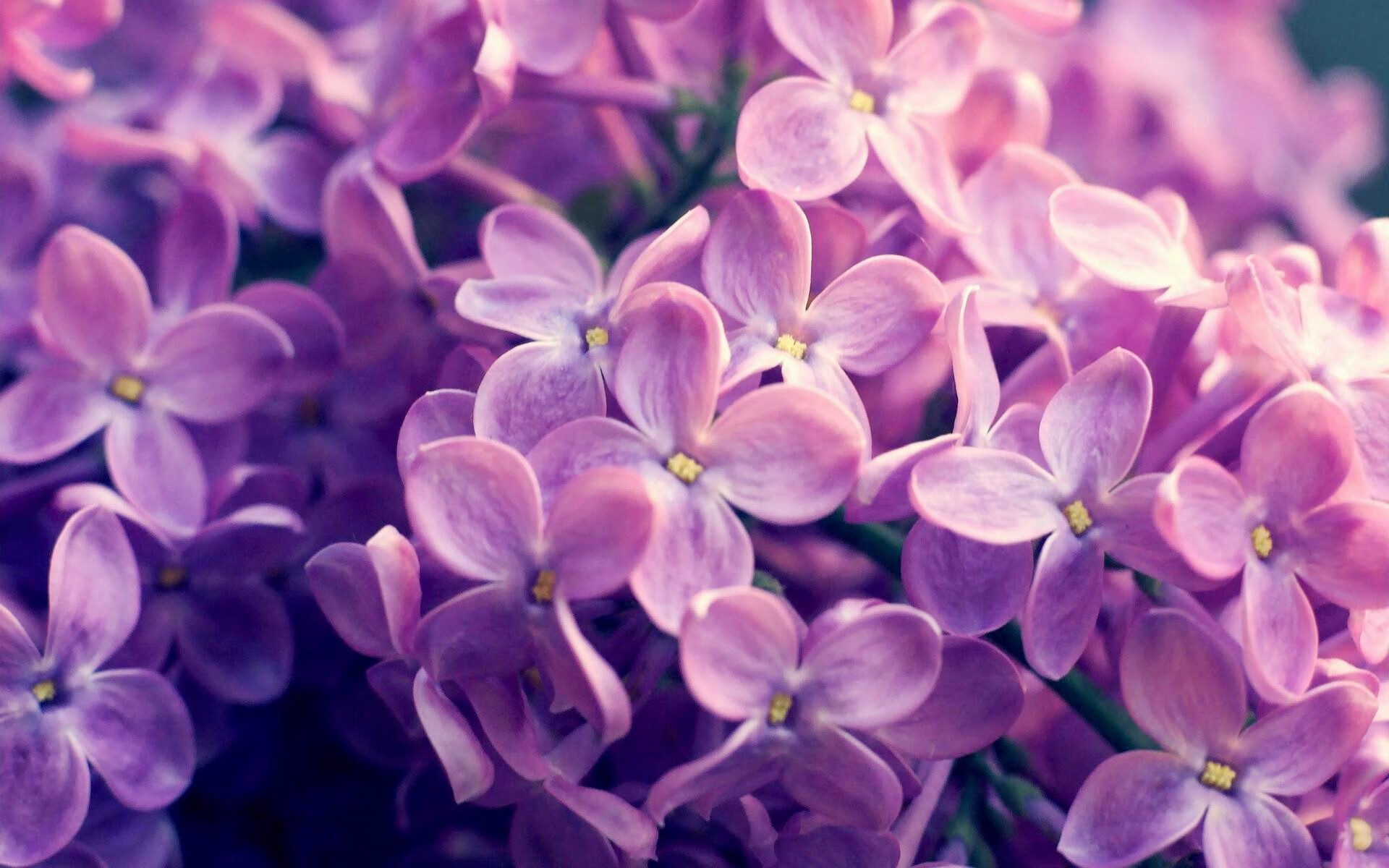 九游电脑版-美国乒乓队未来展望：如何培养更多的顶级年轻球员，美国乒乓球运动员