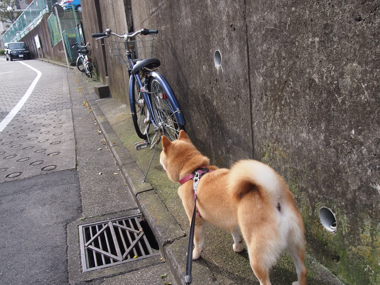中国足球国家队球员身体素质训练科学规划,国足的身体素质