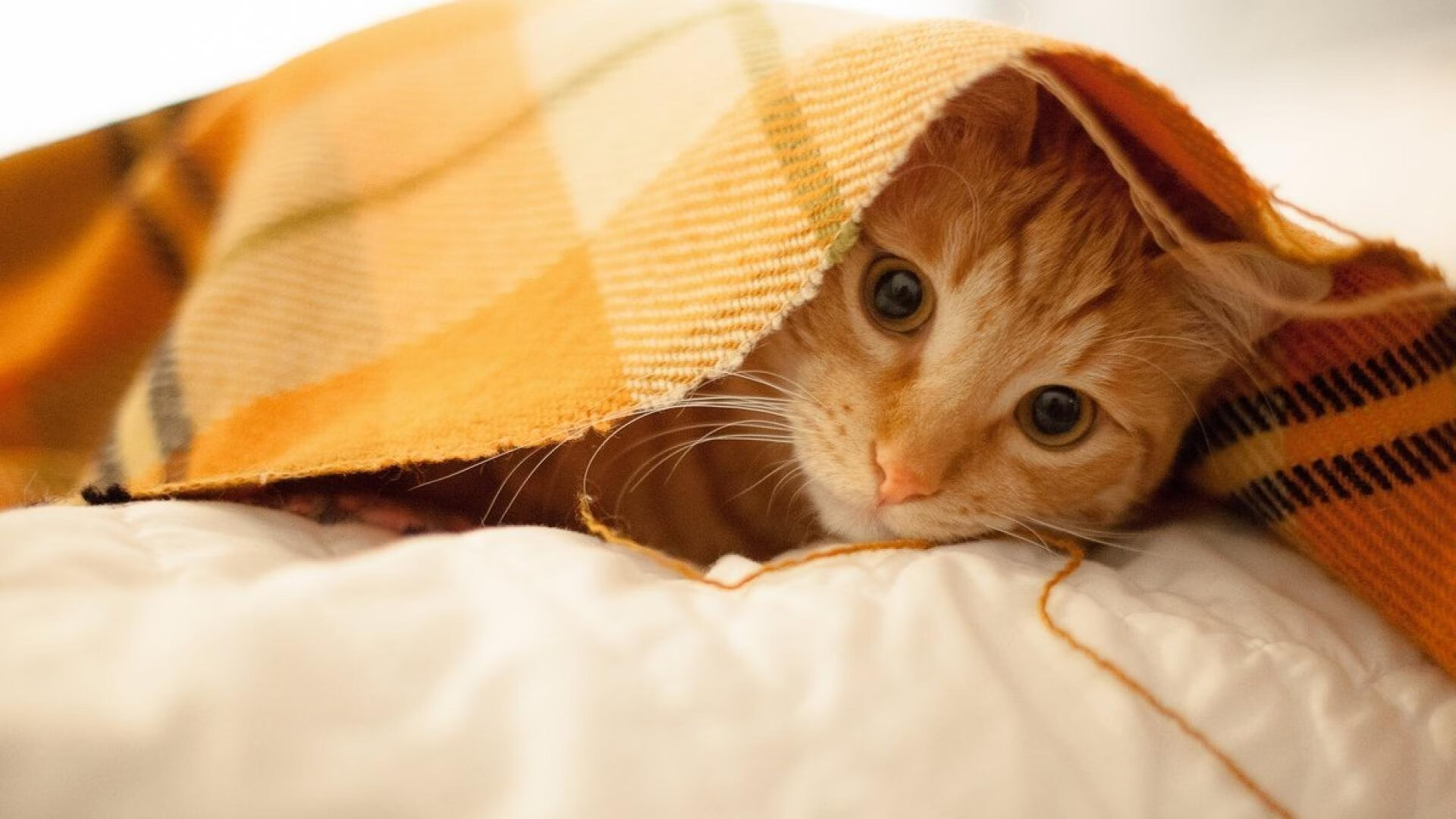 体育商业联盟成立推动赛事品牌合作,体育产业联合会成立大会