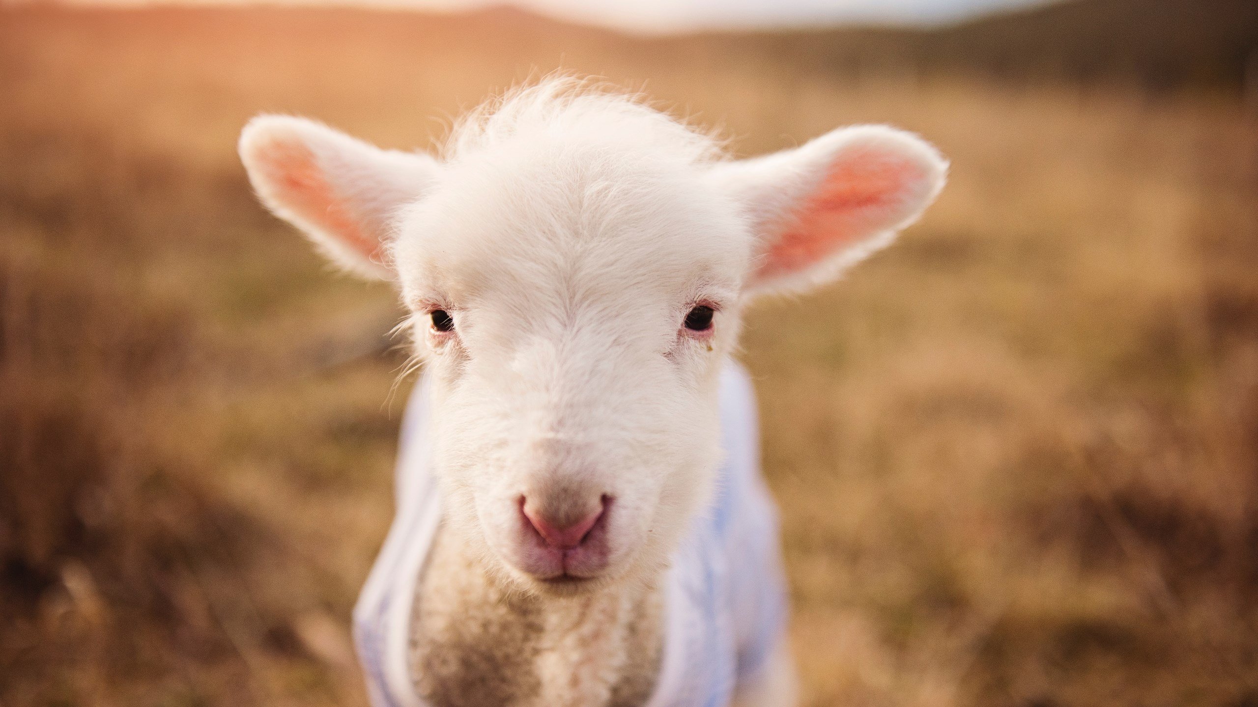 安哥拉男篮在非洲锦标赛中继往开来,争夺冠军