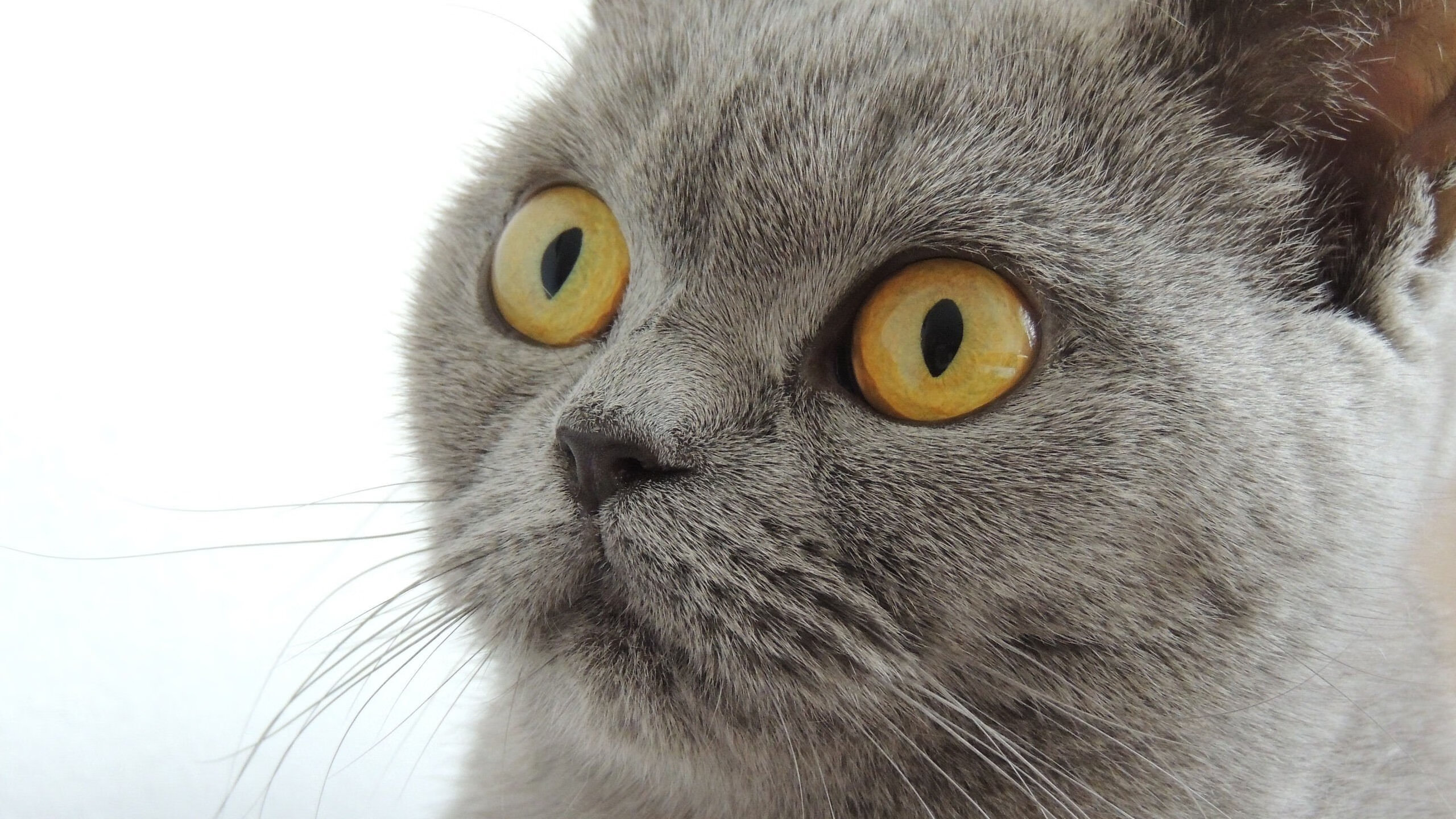 斯诺克世界排名丁俊晖升至前十,斯诺克世锦赛冠军 丁俊晖