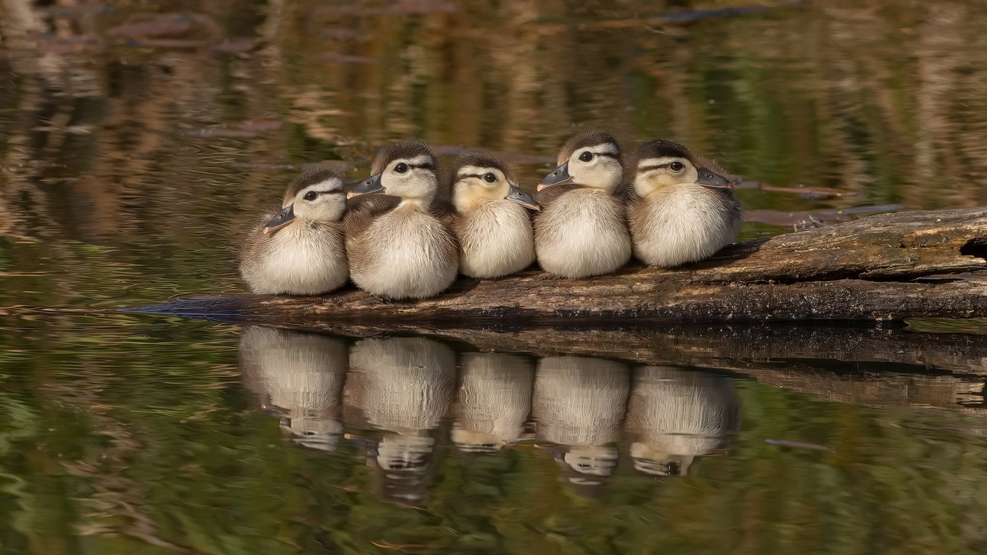 九游网页版入口-欧洲杯变阵风云：变化多端，精彩不断！，欧洲杯重大改判