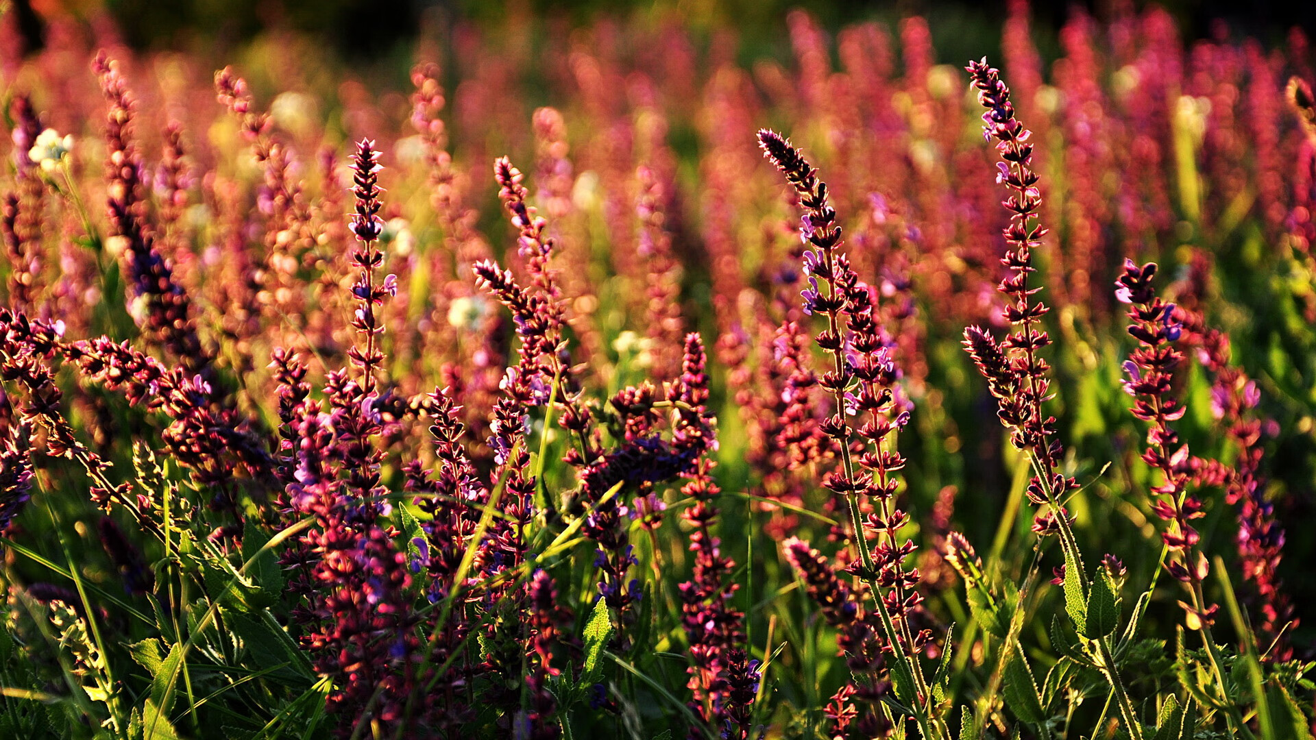 欧洲足坛教练席再生变动,名帅走马上任,欧洲足球队教练