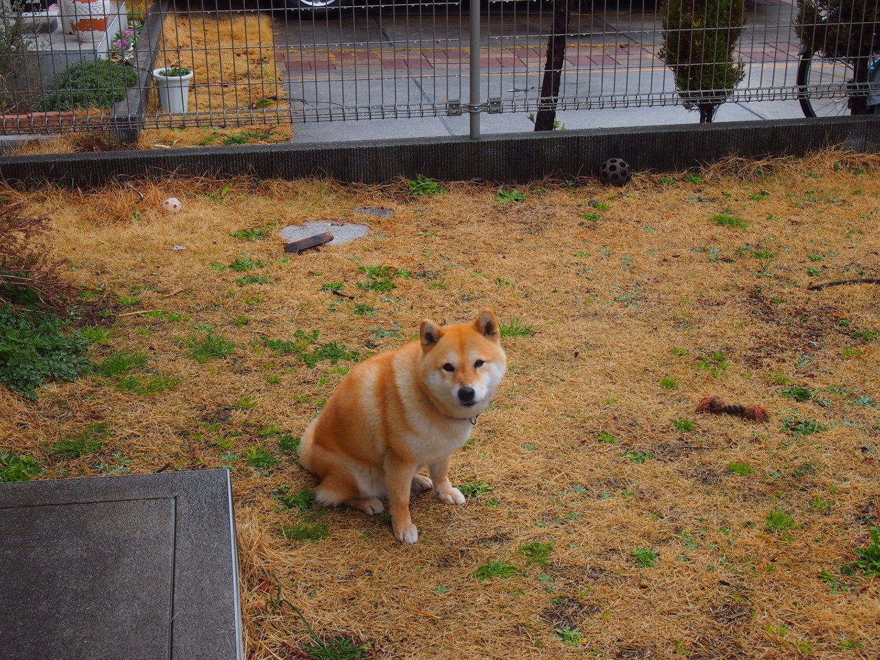 莱昂·马尔尚男子200米个人混合泳决赛强势夺冠,男子200米混合泳英国选手